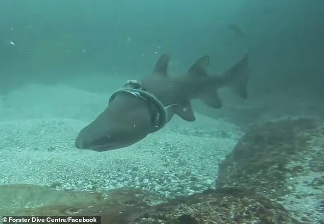 The shark was seen swimming with a large plastic ring around its head