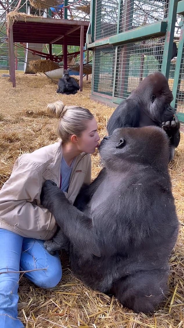 In a video shared online, the model kisses the lips of Tambabi, one of the gorillas at her father Damian's wildlife park in Kent.