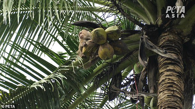 Among the alleged abuses in the investigation was a trainer who was caught on camera dangling a screaming monkey by the neck and hitting it with a chain.