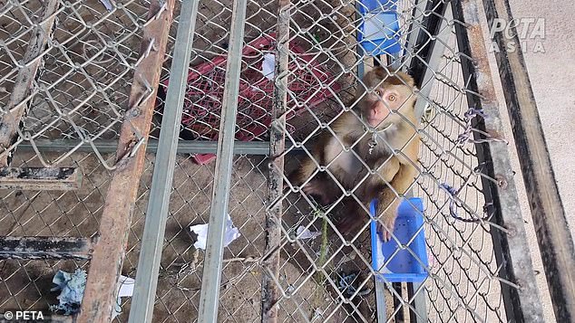 A worker told researchers that most monkeys in the wild have been abducted from their families, even though the species exploited by the coconut trade are threatened or endangered.