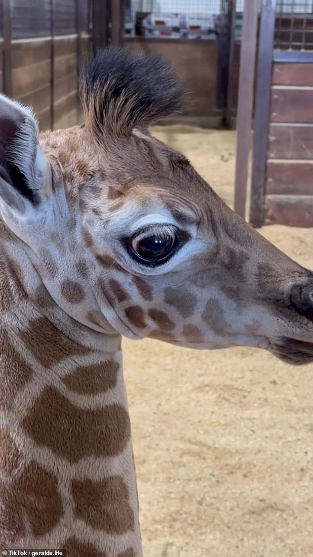 Highpoint Haven staff have been recording videos of Finn and Harriet together on social media since the day after his birth.