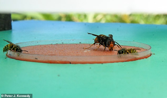 The system was tested on the island of Jersey, where it was able to distinguish between Asian hornets, European hornets and other insects such as wasps with near-perfect accuracy.