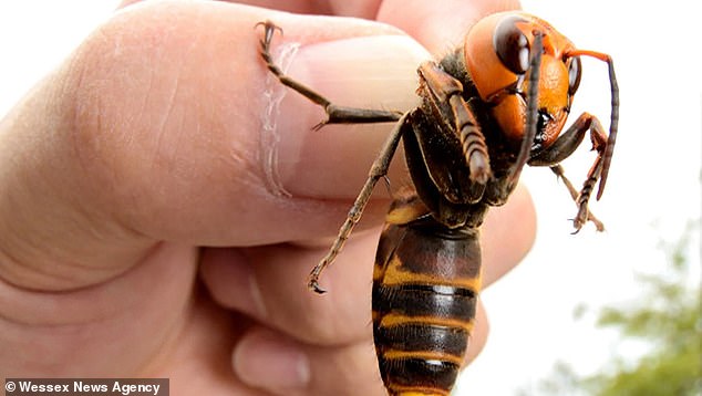 Britain is facing record sightings of Asian hornets (pictured), raising concerns the invasive insects could become established
