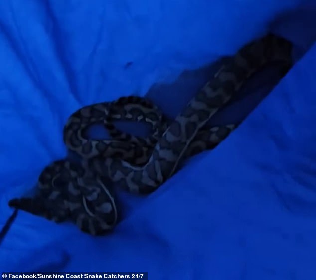 After being caught by a snake handler, the python was released into the bushland