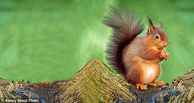 Squirrel pox has eliminated the majority of red squirrels in Britain, while populations in northern Scotland persist