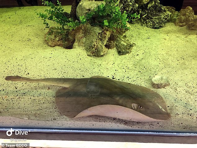 The Aquarium & Shark Lab in Hendersonville, North Carolina first announced in early February that Charlotte was pregnant via immaculate conception