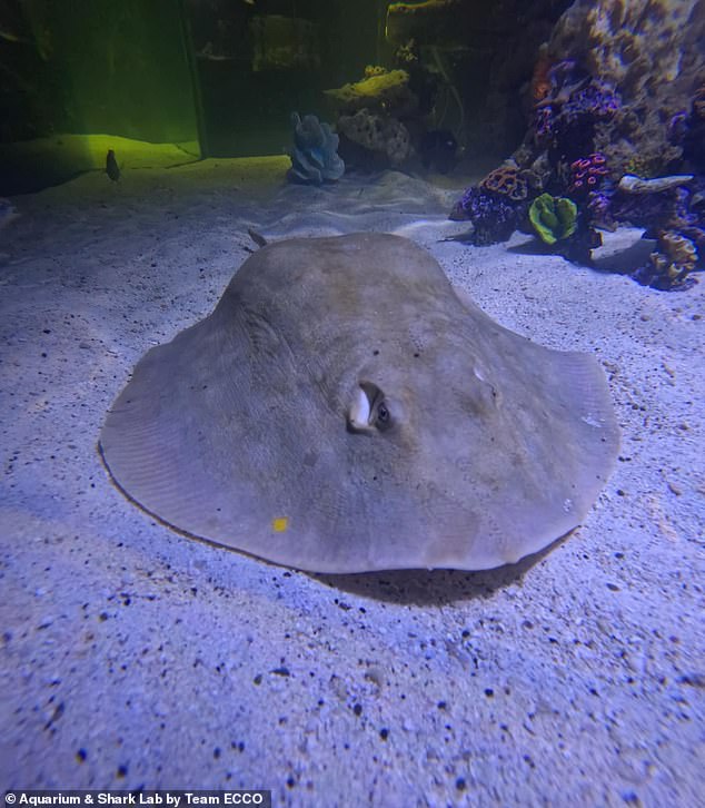 The aquarium stopped keeping the public informed of Charlotte's progress for nearly two weeks, despite promising to post updates every Wednesday and Saturday