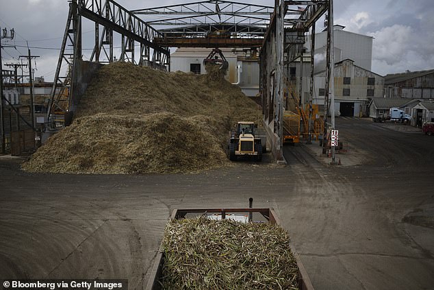 Sugarcane research in Louisiana raised $1 million in the most recent spending package