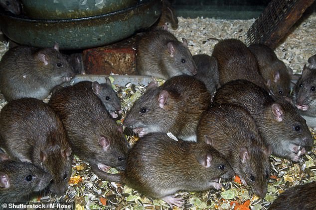 They were found in surprisingly good condition and still have a 'rat-like appearance' despite dating back to 1373 (Stock Image)