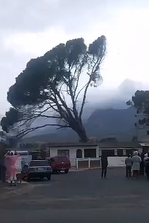 A tree is seen falling over due to strong winds in South Africa