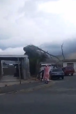 A tree is seen falling over due to strong winds in South Africa