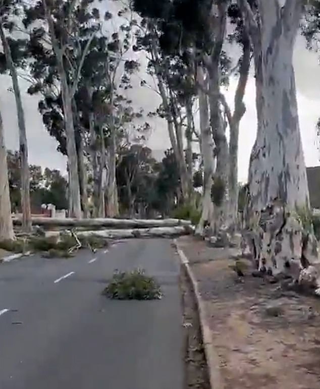 Fallen trees are seen blocking roads in storm-hit South Africa