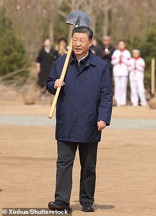 Chinese President Xi Jinping picks up a shovel to participate in a voluntary tree planting activity in a forest park in Beijing's Tongzhou district,