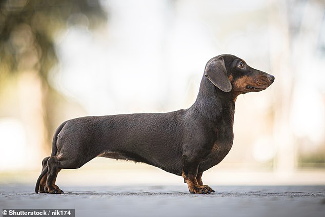 Short and twisted legs – as seen in dachshunds – can lead to back problems, the researchers warn