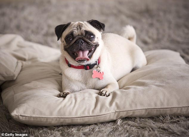 Not surprisingly, a flat face tops the list as the number one extreme physique to avoid.  Flat-faced breeds include pugs (pictured), English Bulldogs and French Bulldogs