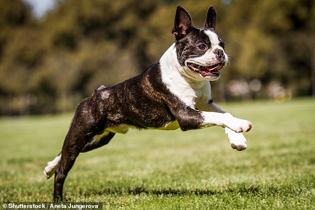 Taillessness – as seen in the Boston Terrier – at birth can make it difficult for dogs to communicate with each other