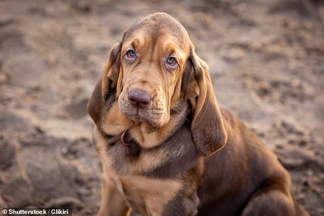 Breeds such as the Bloodhound, with inward or outward turned eyelids, can develop painful eye problems