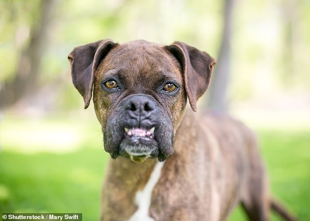 Breeds with a distinct over or undershot bite, such as the Boxer, may have difficulty eating