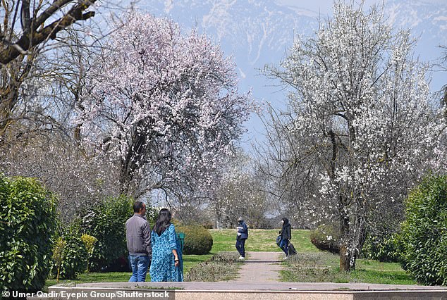 Tourists enjoy the almond blossom trees in early spring at Badawari Garden on March 20, 2024 in Srinagar, India