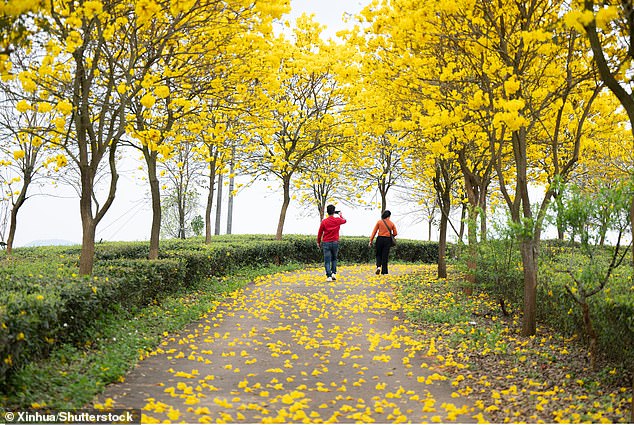 Tourists in Cangwu County in Wuzhou city, south China's Guangxi Zhuang Autonomous Region, 27 March 2024