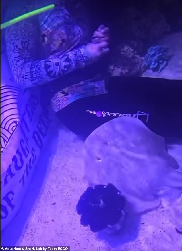 In a video posted to Team ECCO's Facebook page, Charlotte is shown being fed by a diver in the aquarium.  Aquarium staff assured the public that they and the developing babies are healthy.