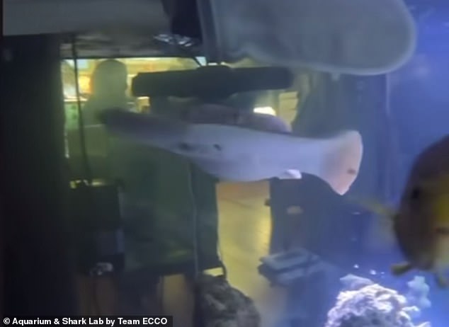 Charlotte, the pregnant virgin stingray, is seen swimming around her aquarium in this image from the aquarium's latest update.