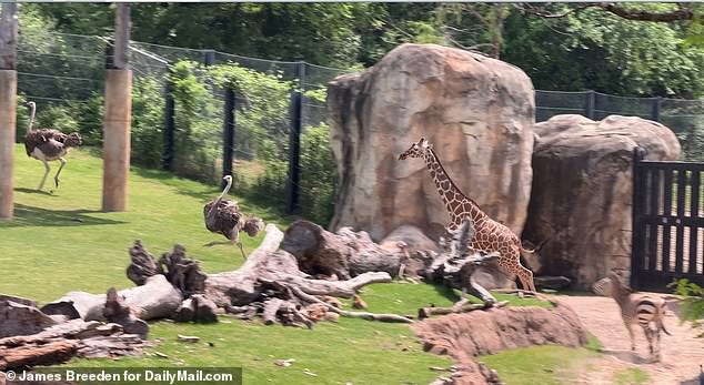 The zebras were next, joining them and running around in circles and making little jumps