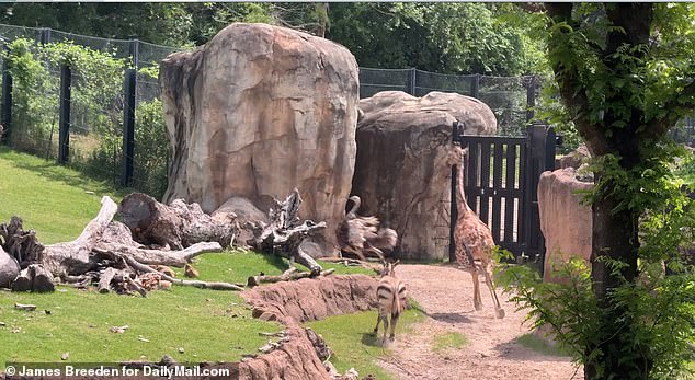 Then the ostriches joined in, flapping and kicking their legs