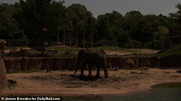 Not everyone was phased, as the elephants remained calm even as complete darkness fell