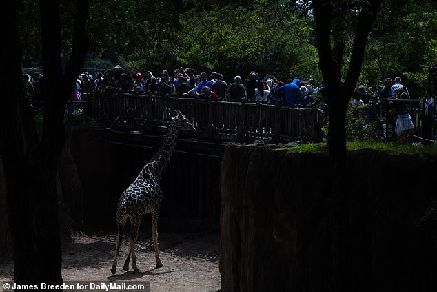 As the sky began to darken, the animals became more alert and some began to frighten