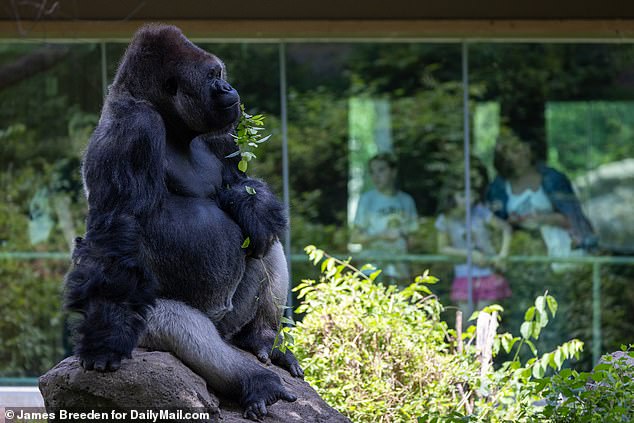 It was left completely baffled as the crowd gathered to see how it would react