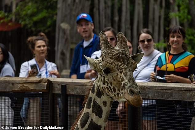 The giraffes calmed down after a while as the sky became lighter again