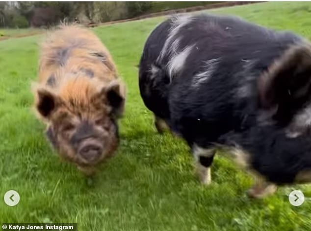 Meanwhile, the star also caught up with her eponymous pig, after Tony named his pet pigs Kat the Pig, Anton du Pig and Claudia Winklepig, following his stint in the competition