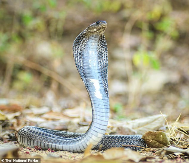 Pictured: A file photo of an Indochinese spitting cobra, the same species that bit Marius Joubert after he deliberately stuck his hand in a tank