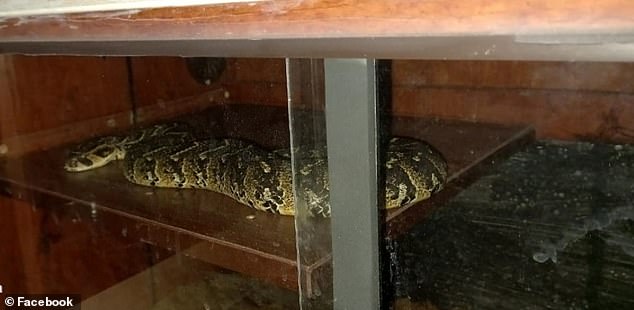 A South African puff adder rescued from Marius Joubert's illegal snake collection