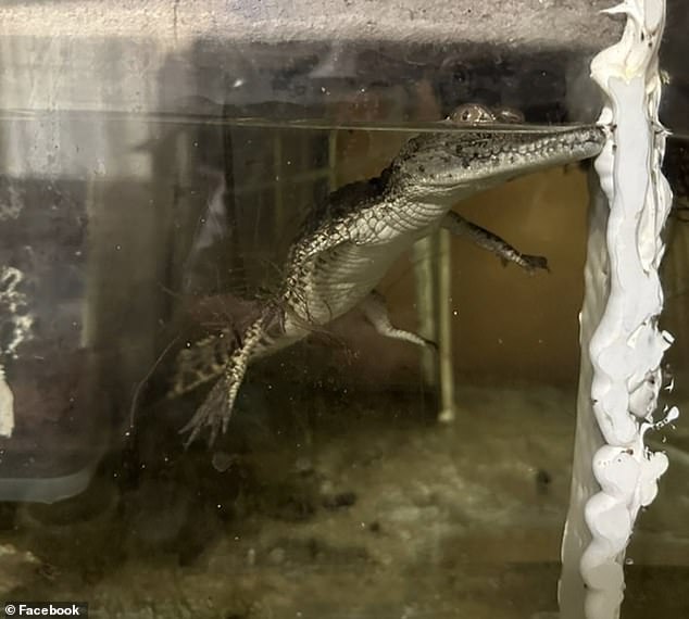 A juvenile two-foot Nile crocodile found in Marius Joubert's home