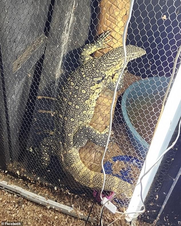 A rescued Water Monitor from the house where Marius Joubert was bitten by a snake