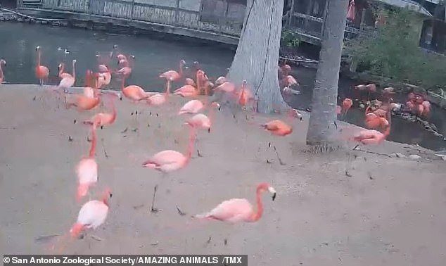 The flamingos at the San Antonio Zoo also stayed in packs, but instead of running away, they appeared to walk quickly.  A few of them moved their wings and some flew into the air