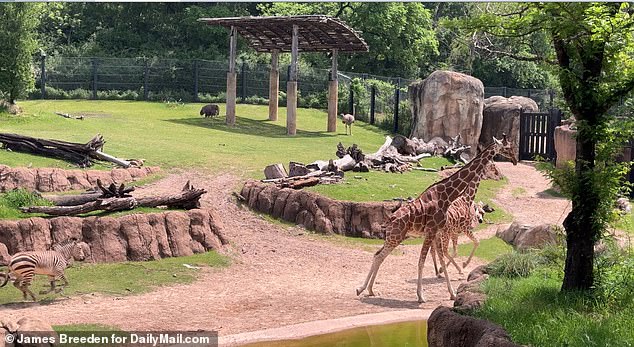 The giraffes were the first to flee, galloping through their enclosure with great strides.  The zebras at the Dallas Zoo eventually did the same