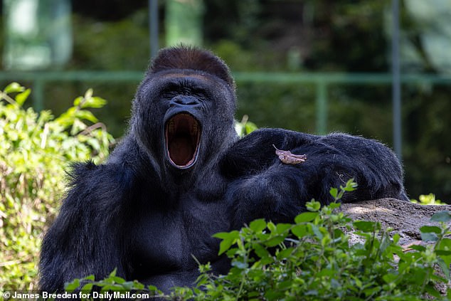The western lowland gorillas just yawned and stretched as the sky darkened