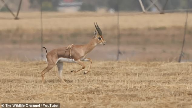 The animal was the first known gazelle with the hereditary condition in the Middle East