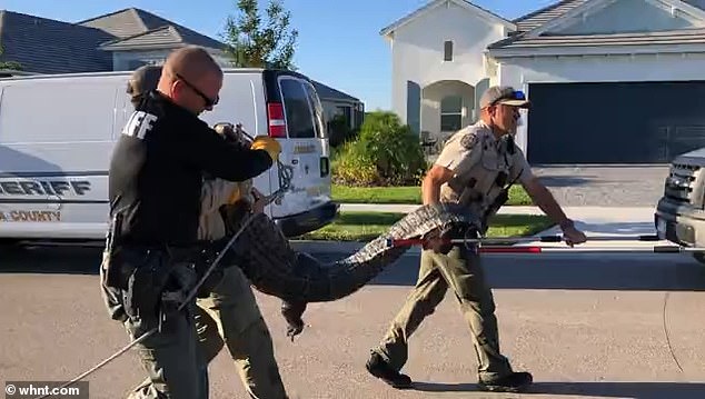 Two Sarasota County sheriff's deputies and three Florida Fish and Wildlife Conservation Commission officers held the animal together and clamped its jaws shut