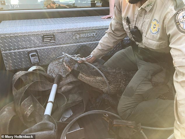 They towed it into a pickup truck and took it to an alligator farm