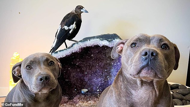 Wildlife authorities have seized the Instagram-famous bird (pictured centre) amid allegations the magpie was being unlawfully kept on their Gold Coast property