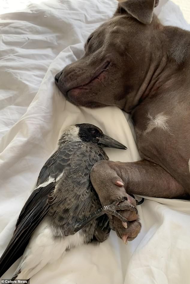 Queensland law prohibits the domestication of native wildlife due to the potential impact on wildlife (Peggy and Molly the magpie are pictured holding hands)