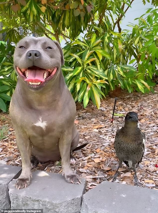 The couple will also have to train as wildlife carers and advocate for Australia's wildlife education (Peggy and Molly the magpie are pictured)