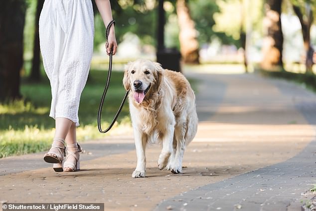 Dog owners must pay a $200 fine if their pets get too close to a playground in the Frankston LGA (stock image)