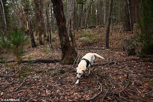 A cadaver dog hunting for Samantha Murphy's body