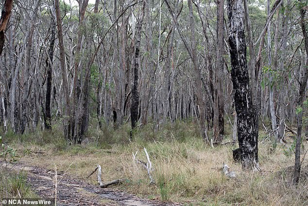 The thick brush where search crews entered on Thursday