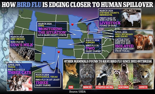 The above shows how bird flu in the US is moving closer to human spillover